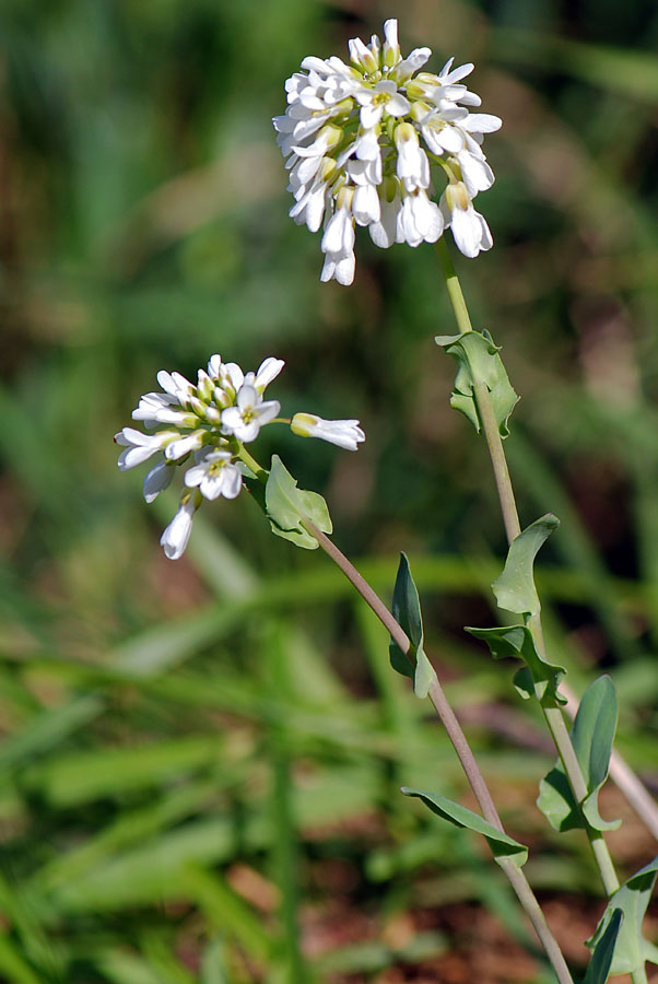 Microthlaspi perfoliatum (=Thlaspi perfoliatum ) / Erba storna perfogliata